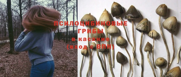 стаф Алзамай